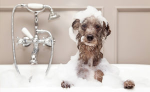 The Pet Doctor Grooming & Spa Services