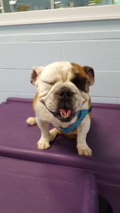 The Pet Doctor Doggie Daycare & Boarding