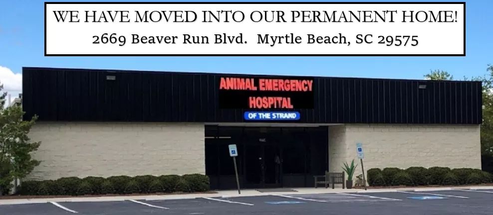 pet doctor hospital